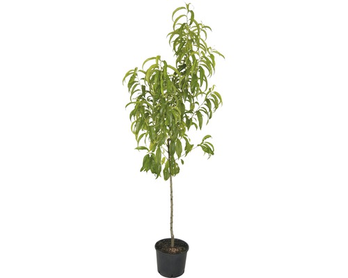 Pom fructifer nectarin FloraSelf Prunus nucipersica 'Flavortop' H 150-180 cm Co 6 L