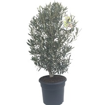 Măslin FloraSelf Olea europaea H 40-60 cm Co 7,5 L