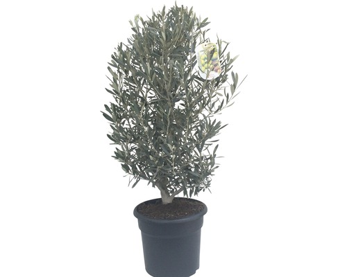 Măslin FloraSelf Olea europaea H 40-60 cm Co 7,5 L