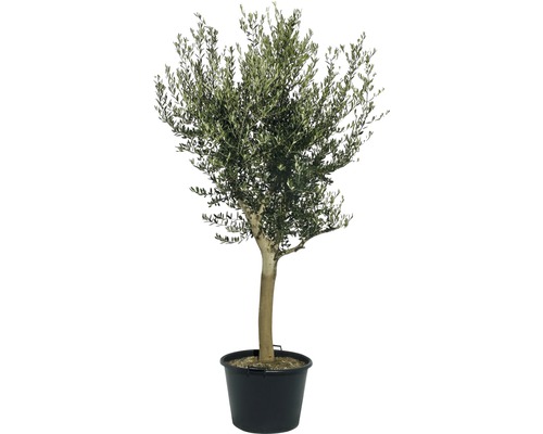 Măslin FloraSelf Olea europaea H 120-140 cm ghiveci Ø 40 cm