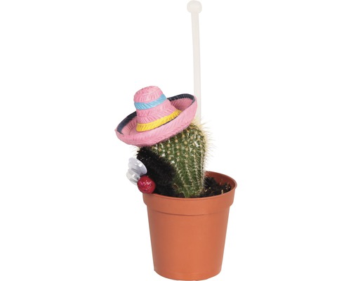 Cactus într-un ghiveci cu decoratiune