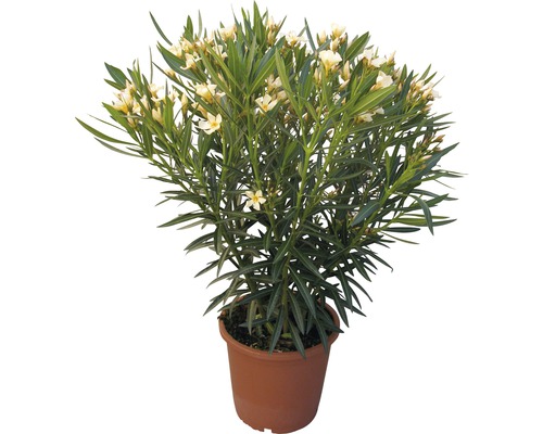 Leandru FloraSelf Nerum oleander H 40-60 cm ghiveci Ø 20 cm