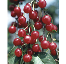 Pom fructifer vișin FloraSelf Prunus cerasus 'Schattenmorelle' H 150-180 cm Co 6 L-thumb-0