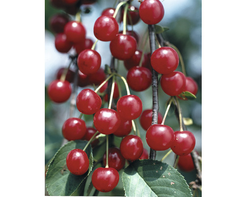 Pom fructifer vișin FloraSelf Prunus cerasus 'Schattenmorelle' H 150-180 cm Co 6 L