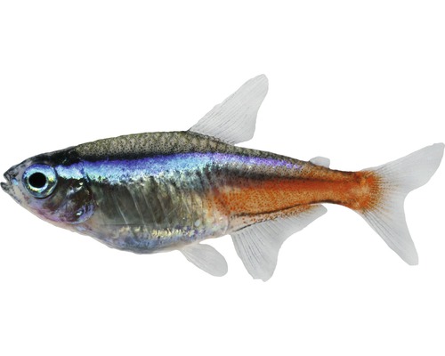 Tetra stralucitoare