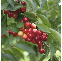 Pom fructifer cireș FloraSelf Prunus avium 'Große Prinzessin' H 150-180 cm Co 6 L-thumb-0
