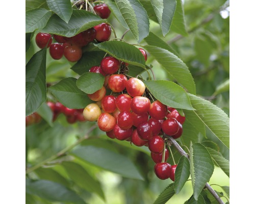 Bio Pom fructifer cireș FloraSelf Bio Prunus avium 'Große Prinzessin' H 120-150 cm Co 7,5 L