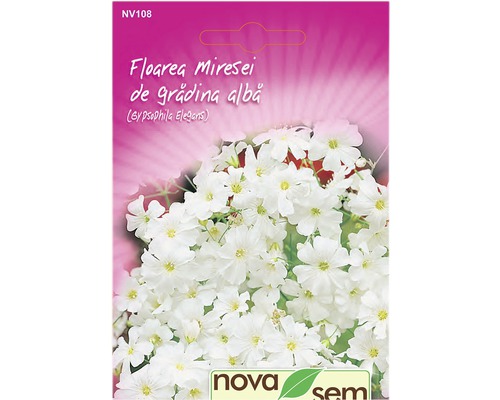 Semințe flori Novasem floarea miresei de grădină albă