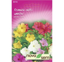 Pachet de semințe frumoasa nopții