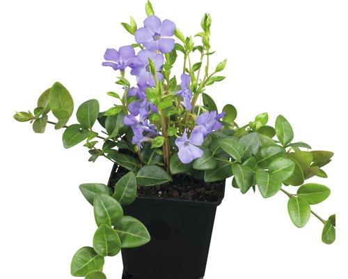 Floare ghiocel în ghiveci