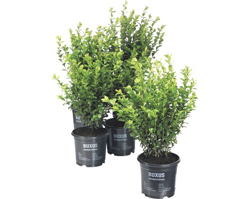 Buxus Semprevirens/ Cișmir pentru borduri și garduri vii, H 8-12 cm