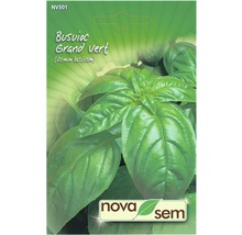 Semințe de busuioc verde Novasem-thumb-0