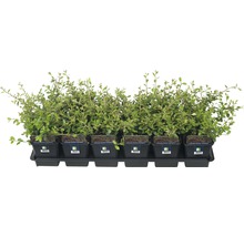 FloraSelf Cotoneaster dammeri 'Coral Beauty' H 10-15 cm ghiveci Ø 9 cm, 12 buc.