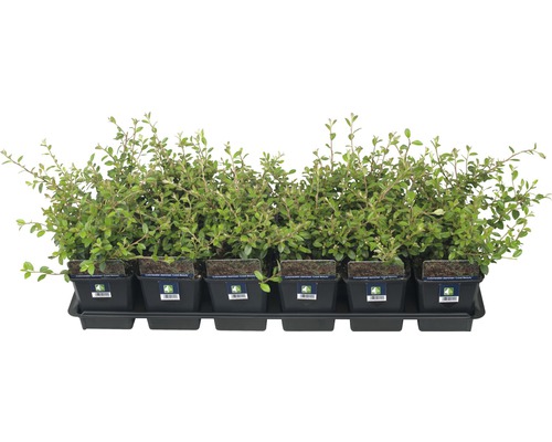 Șase arbuști de Cotoneaster în ghivece pe o tavă