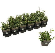 FloraSelf Cotoneaster dammeri 'Coral Beauty' H 10-15 cm ghiveci Ø 9 cm, 12 buc.