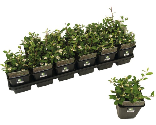 Cotoneaster plante în ghivece de creștere pe o placă de creștere