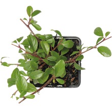 Cotoneaster într-un ghiveci