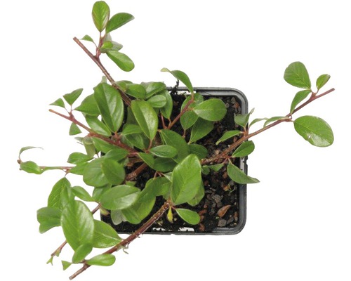 Cotoneaster într-un ghiveci