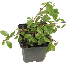 FloraSelf Cotoneaster dammeri 'Coral Beauty' H 10-15 cm ghiveci Ø 9 cm, 12 buc.