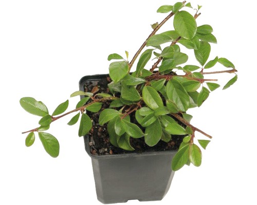 FloraSelf Cotoneaster dammeri 'Coral Beauty' H 10-15 cm ghiveci Ø 9 cm, 12 buc.