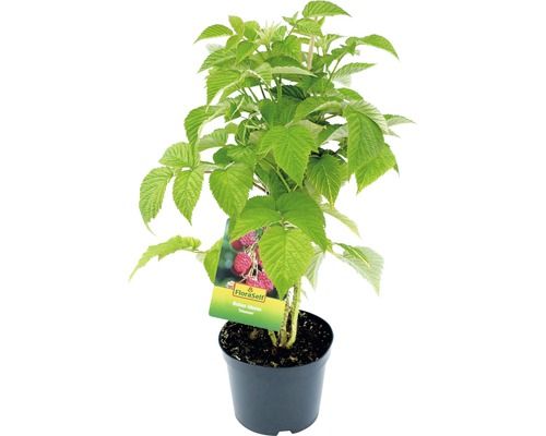 Plantă de zmeură în ghiveci cu logo FloraSelf