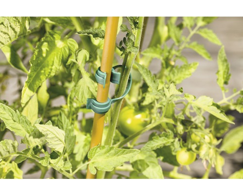Plantă de tomate cu cleme pentru plante și tijă