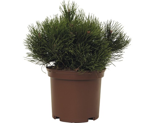 Jneapănul FloraSelf Pinus mugo 'Pumilio' H 15-20 cm Co 2 L