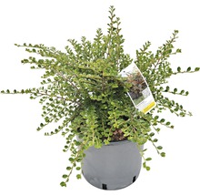 Cotoneaster la ghiveci