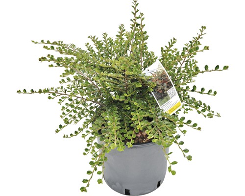 Cotoneaster la ghiveci