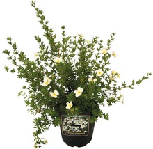 FloraSelf Potentilla fruticosa 'Abbotswood' H 20-30 cm