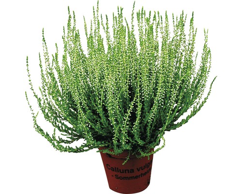 Iarbă neagră Calluna vulgaris în ghiveci