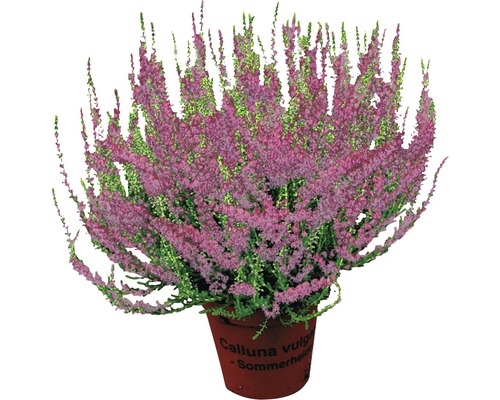 Calluna Mix FloraSelf Calluna vulgaris 'Beauty Ladies' ghiveci Ø 9,5 diferite sortimente