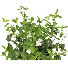 Pervincă plantă cu flori albe și frunze verzi
