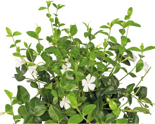 Pervincă plantă cu flori albe și frunze verzi