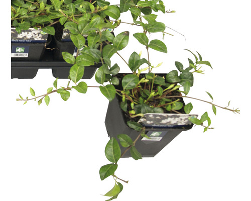 Mirt pitic veșnic verde în ghiveci