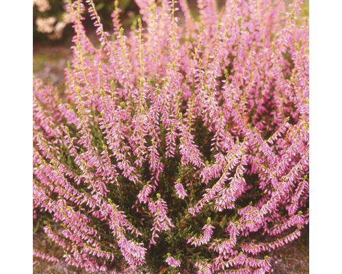 Planta de eric cu flori mov