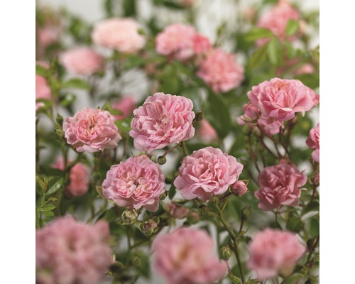 Trandafir FloraSelf Rosa x Hybride 'The Fairy' H 10-30 cm Co 3 L