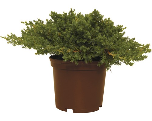 Ienupăr târâtor japonez FloraSelf Juniperus procumbens 'Nana' H 20-25 cm Co 2 L