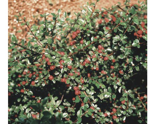 FloraSelf Cotoneaster dammeri radicans H 10-15 cm