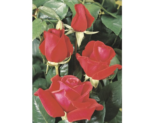 Trandafir Rosen Tantau Rosa x Hybride 'Duftwolke' roșu