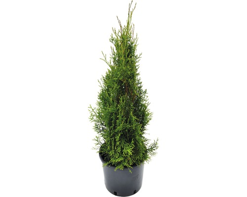Thuja occidentalis 'Smaragd'/ Conifer, H 60-80 cm, Co 5 L