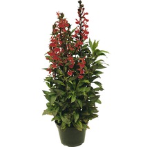 Lobelia verticală într-un ghiveci cu flori roșii.