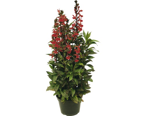 Lobelia verticală într-un ghiveci cu flori roșii.