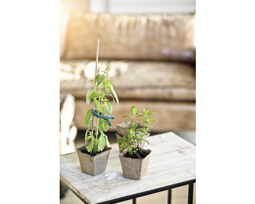 Imagine cu busuioc și mentă în ghivece pe o masă