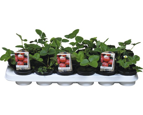 Răsaduri de căpșuni într-un recipient de cultivare