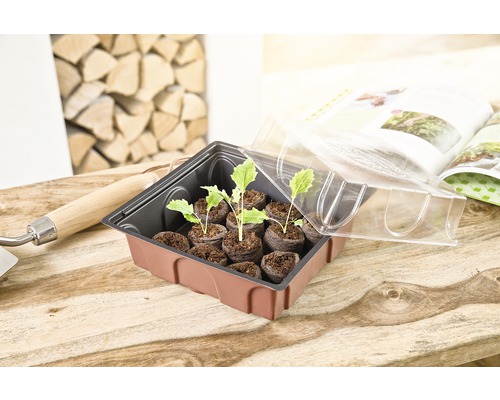 Tavă de însămânțare cu plante tinere, ghivece de semințe și capac transparent pe o masă de lemn