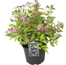 FloraSelf Spiraea japonica `Shirobana´ H 30-40 cm Co 2 L