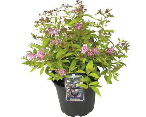 Spiraea japonica Shirobana în ghiveci