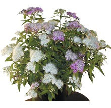 FloraSelf Spiraea japonica `Shirobana´ H 30-40 cm Co 2 L