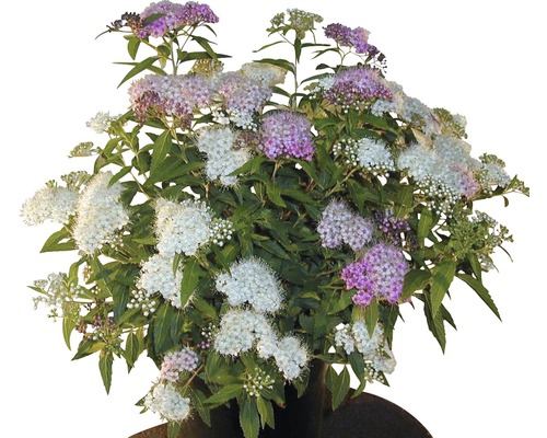 FloraSelf Spiraea japonica `Shirobana´ H 30-40 cm Co 2 L